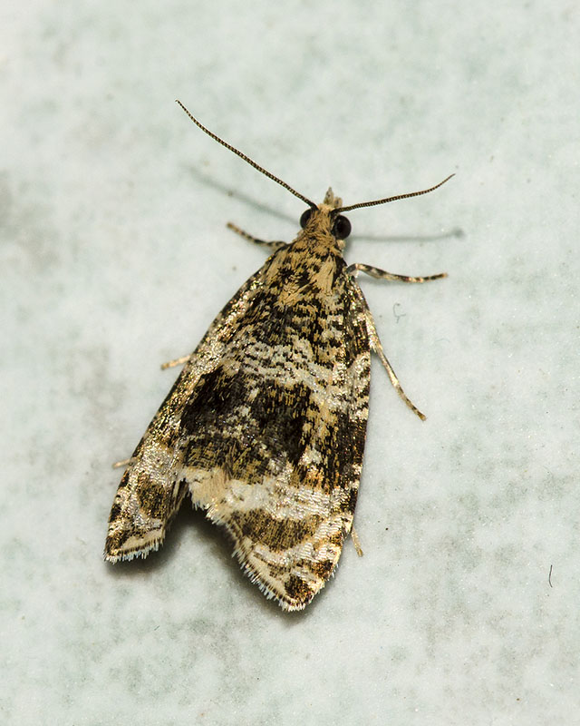Celypha lacunana - Tortricidae